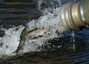 Rainbow Trout Update!