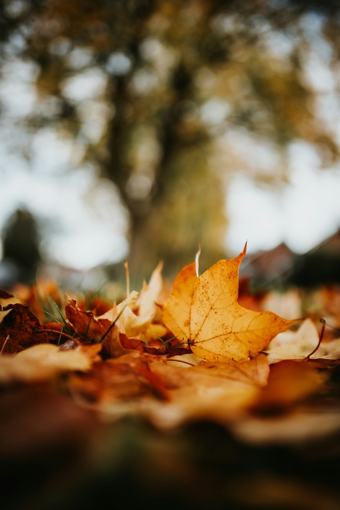 fall leaves
