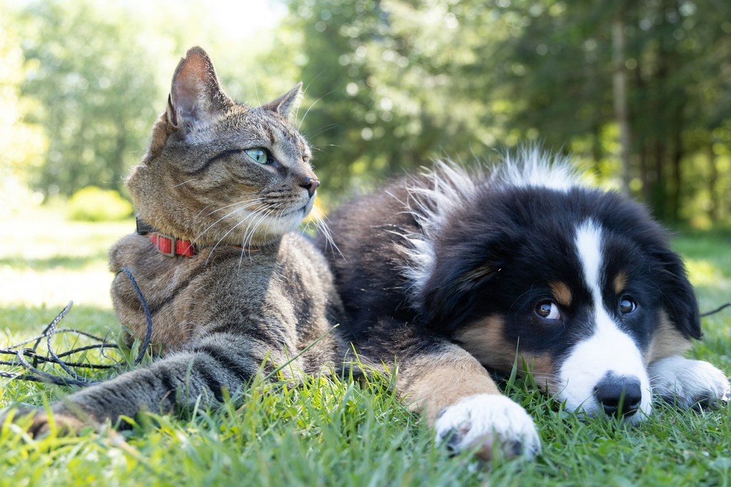 Picture of cat and dog