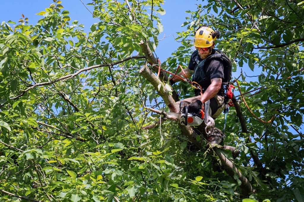 PSA-TRAFFIC ALERT- TREE TRIMMING ON E. 12TH 