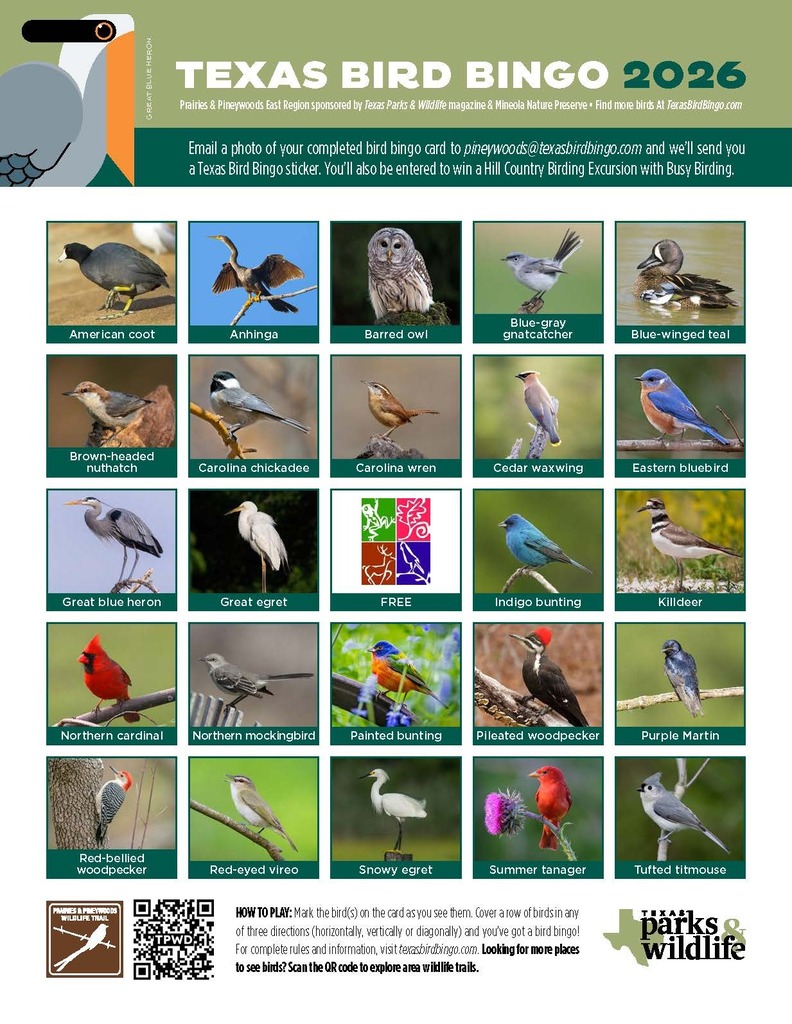2026 Bird Bingo Card