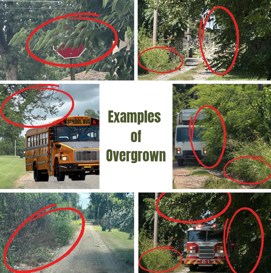 Overgrowth in streets and alleys