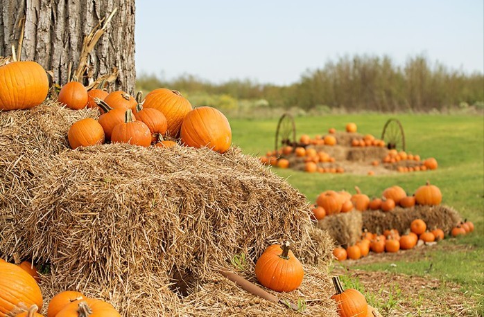 pumpkin patch fun