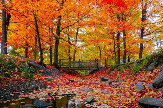 fall pickins
