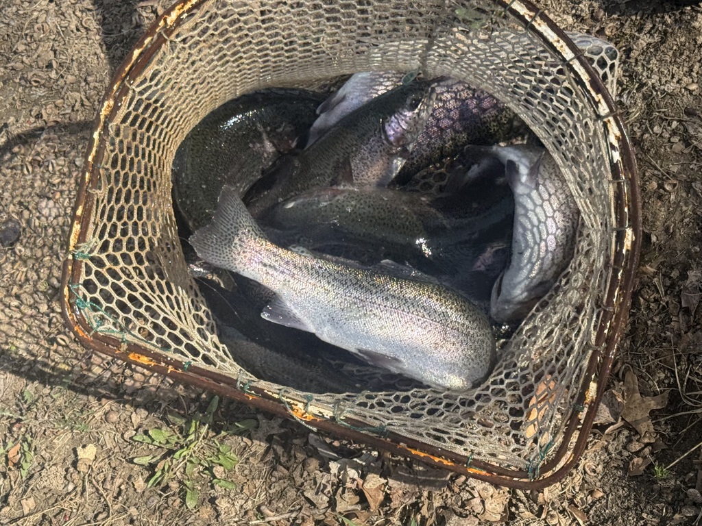 several big trout in a net
