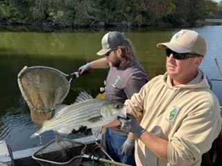 fish9