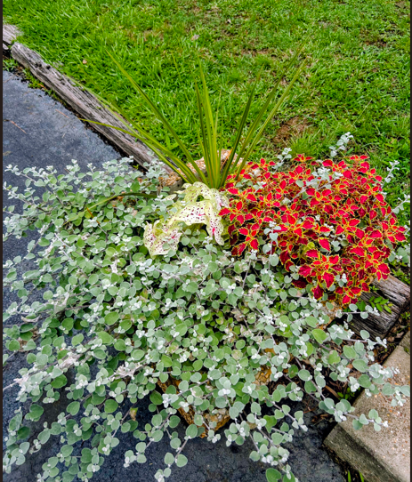 Plants