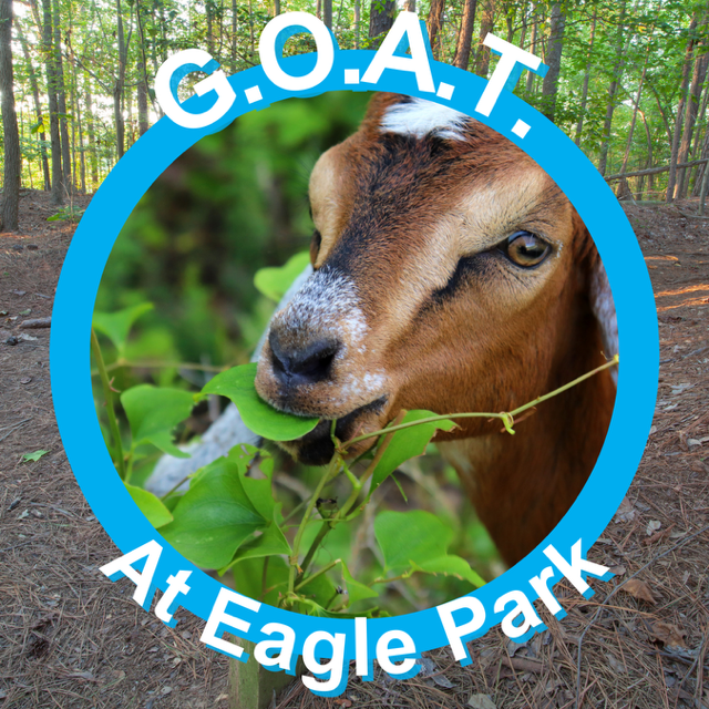 Picture of goat eating some leaves with text that says "G.O.A.T. At Eagle Park"