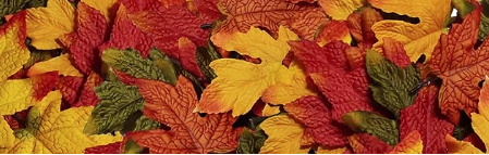Fall Leaves