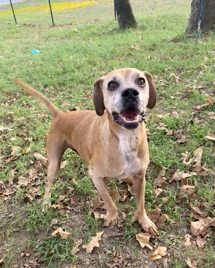 Leroy- one of two dogs featured. 