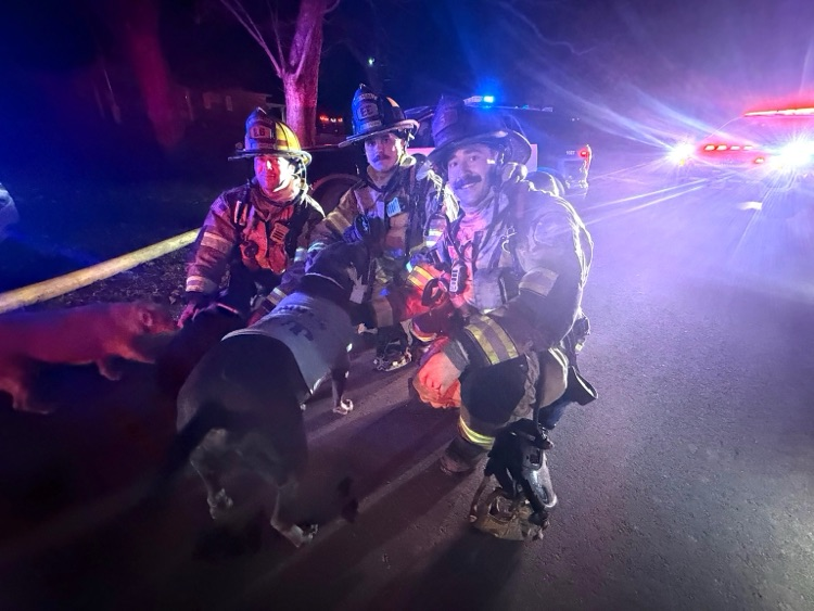 firefighters with dogs