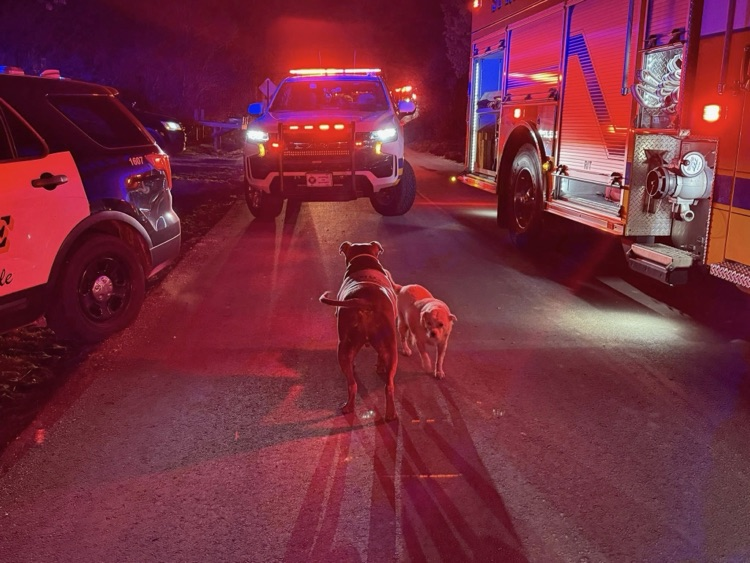 two dogs and a fire truck