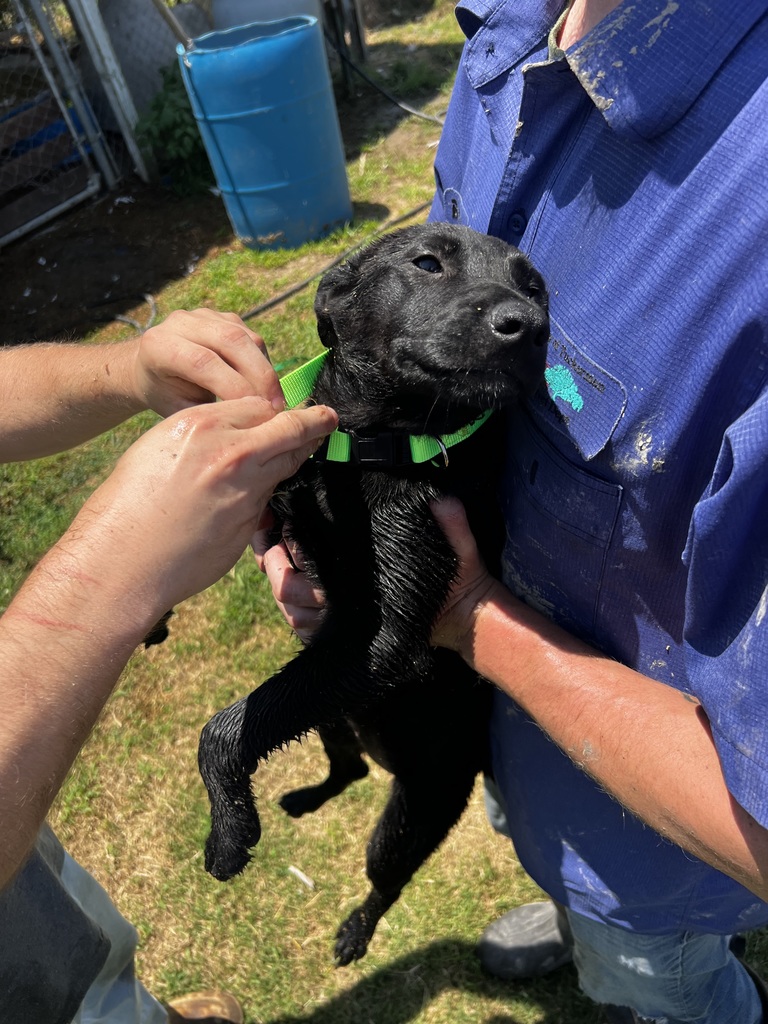 Donated green dog collar being placed on puppy