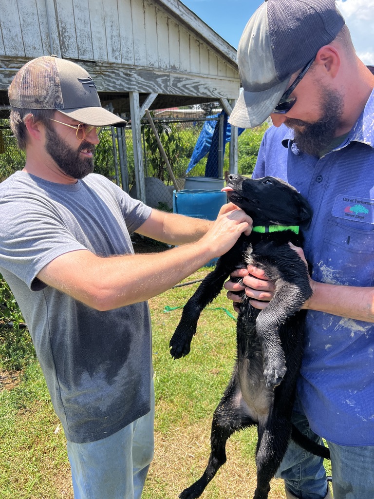 Mayor Graham and a city worker struggle to get a collar affixed to a puppy