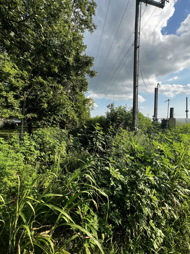 image of drainage ditch parallel to Jim Denton before clean up 