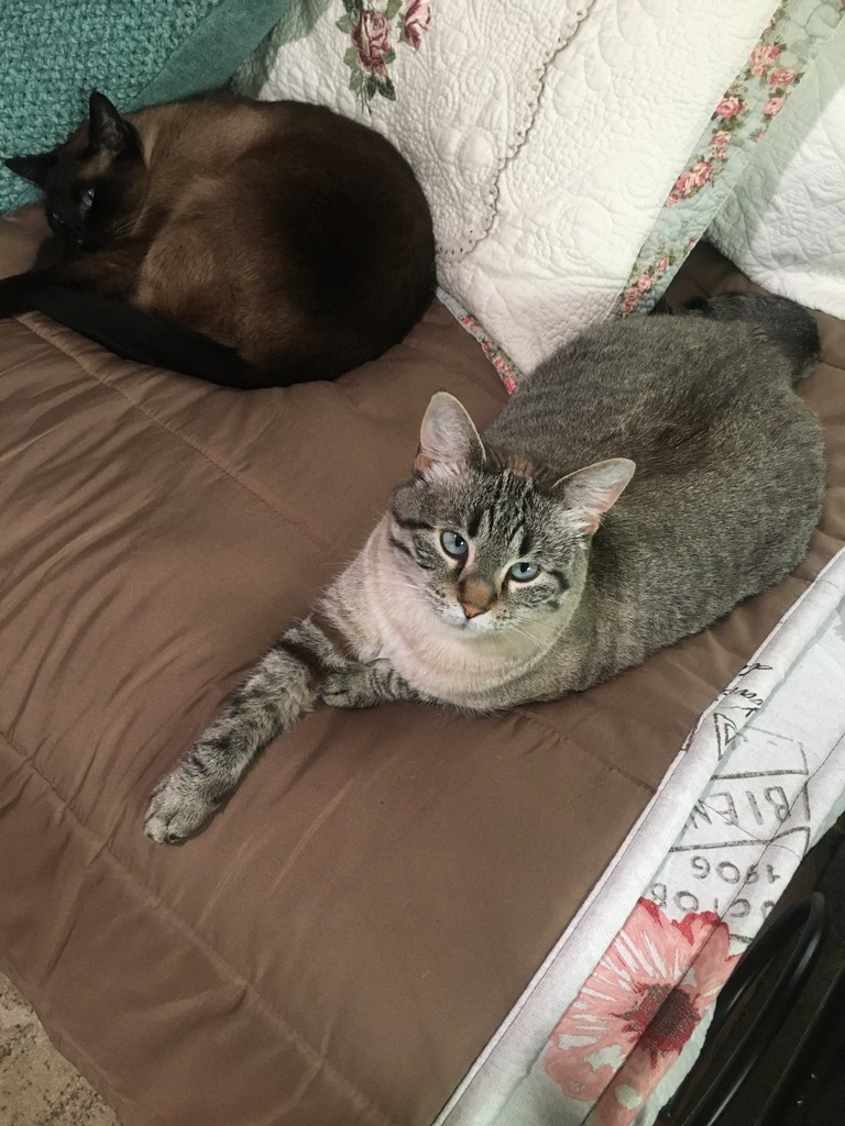 Grey cat with blue eyes laying next to a black cat on a beige blanket.