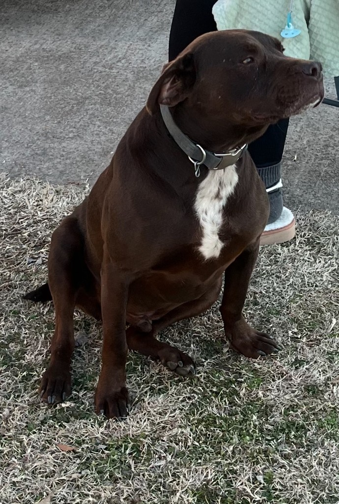 Brown dog with white markings on his chest and grey collar, brown eyes.