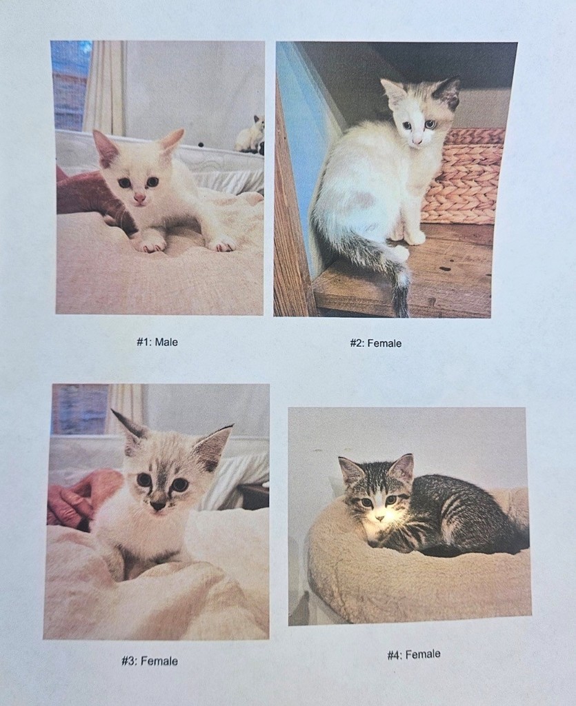 montage of 4 kittens