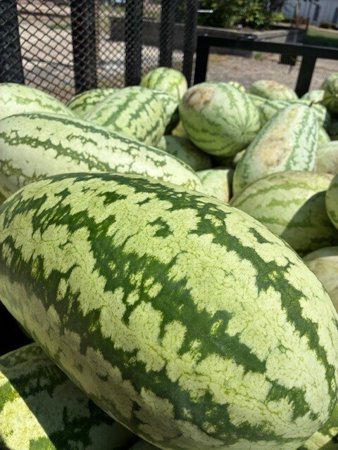 watermelons on a trailer