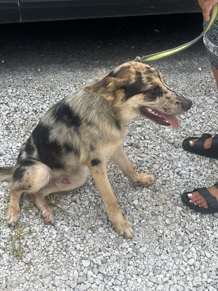 male dog