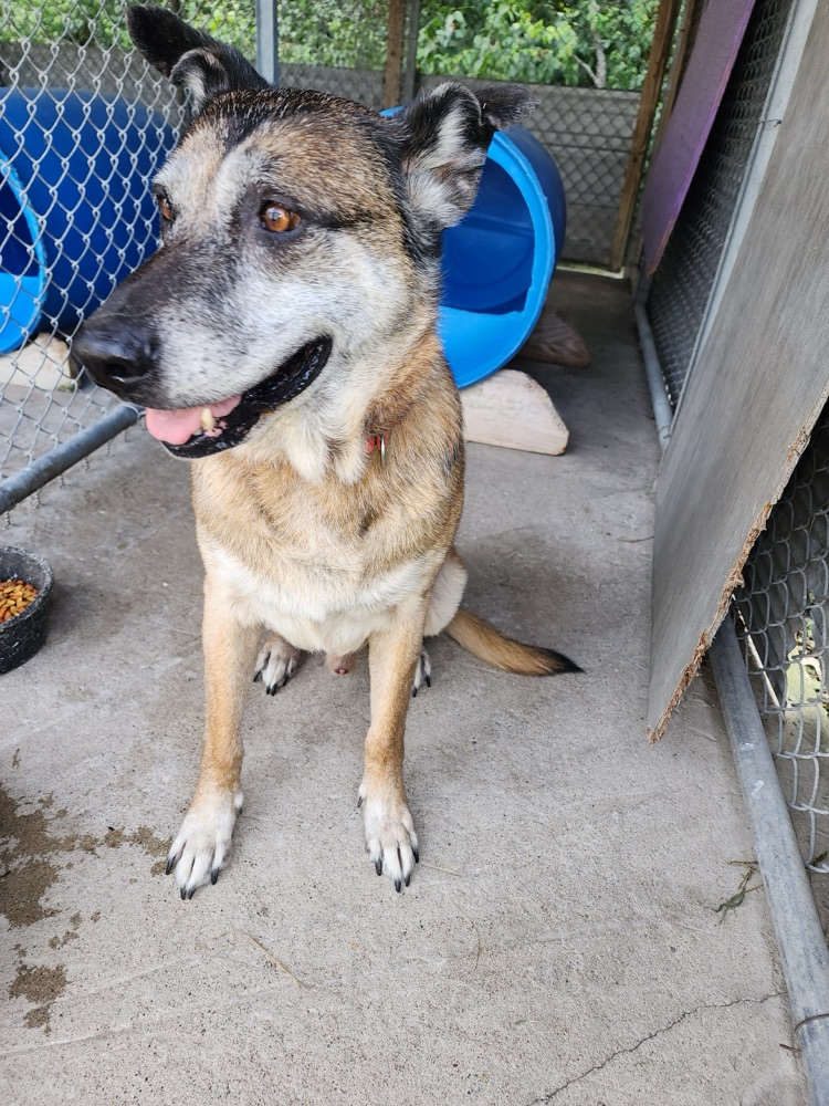 male German shepherd 