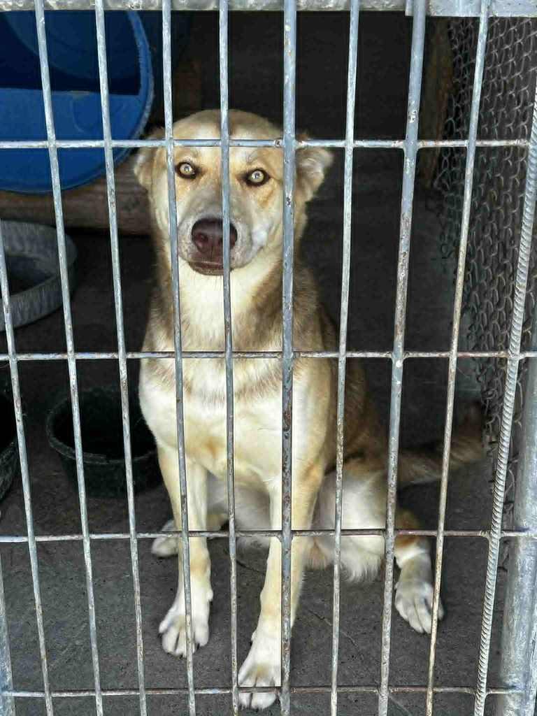 LIGHT TAN LARGE SHEPHARD DOG SITTING IN A PEN