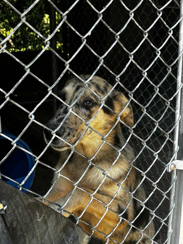 LARGE FRECKLED SHEPHARD DOG AGAINST THE FENCE