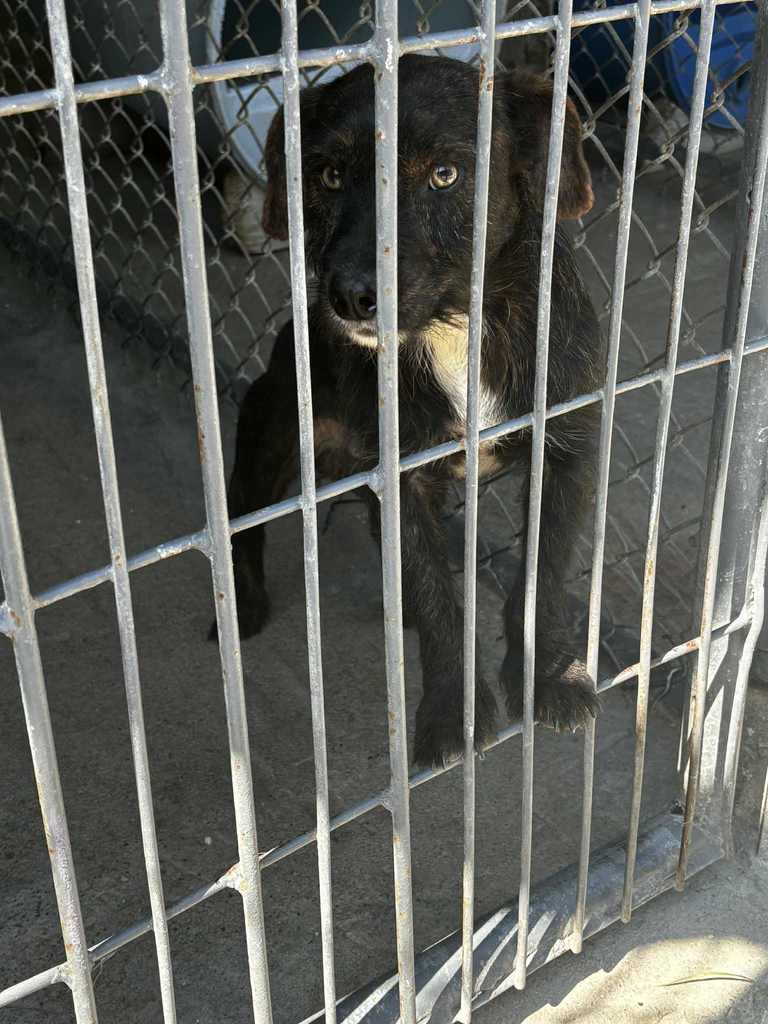 SMALL BLACK DOG WITH A SMALL WHITE PATCH ON HIS FRONT CHEST