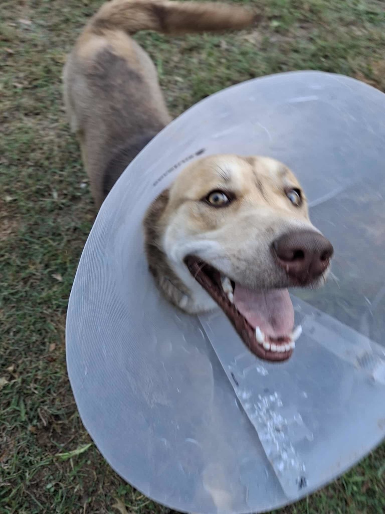 LARGE MALE DOG WITH CONE