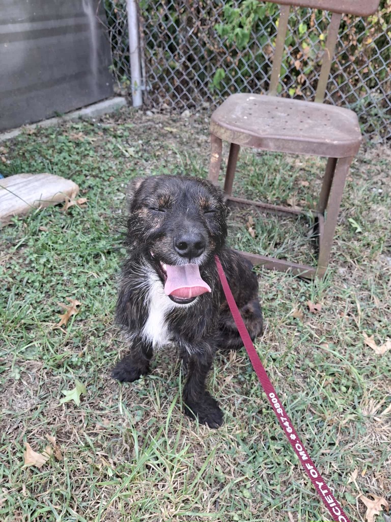 SMALL BLACK DOG WITH A RED LEASH SMILING