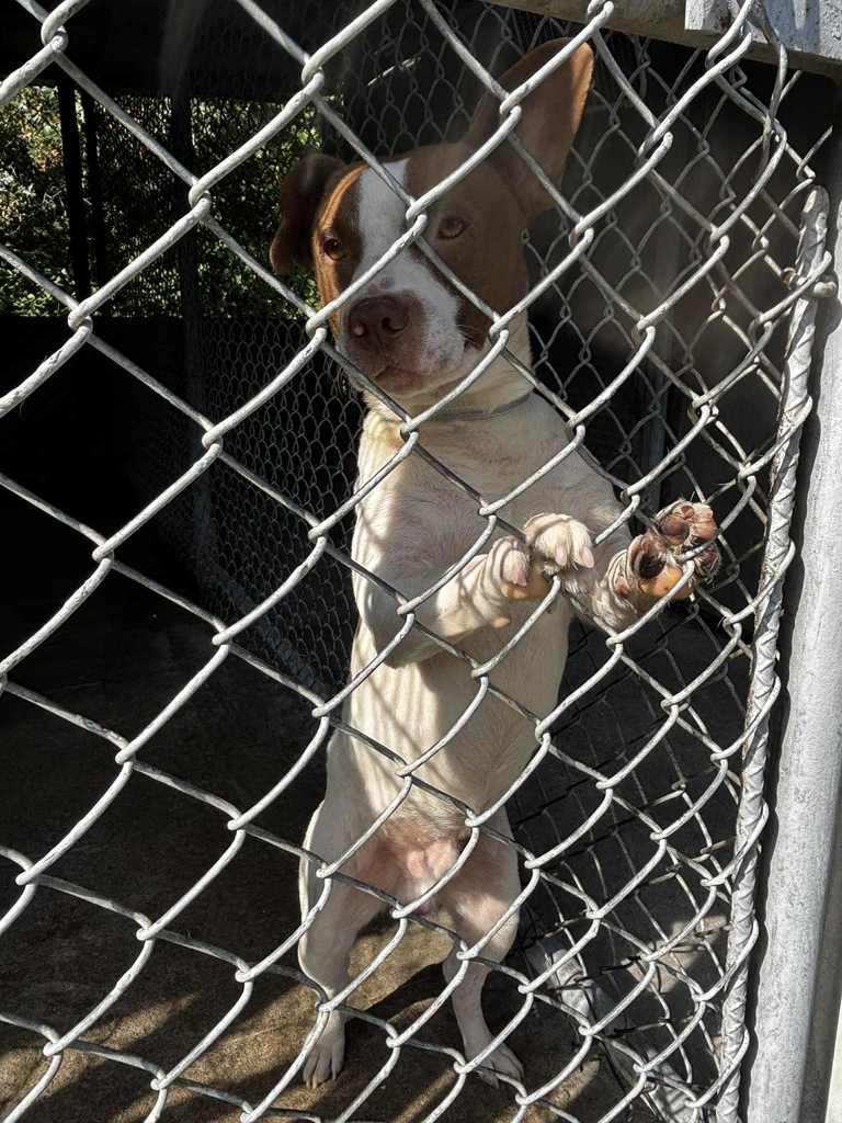White and brown male dog on a fence