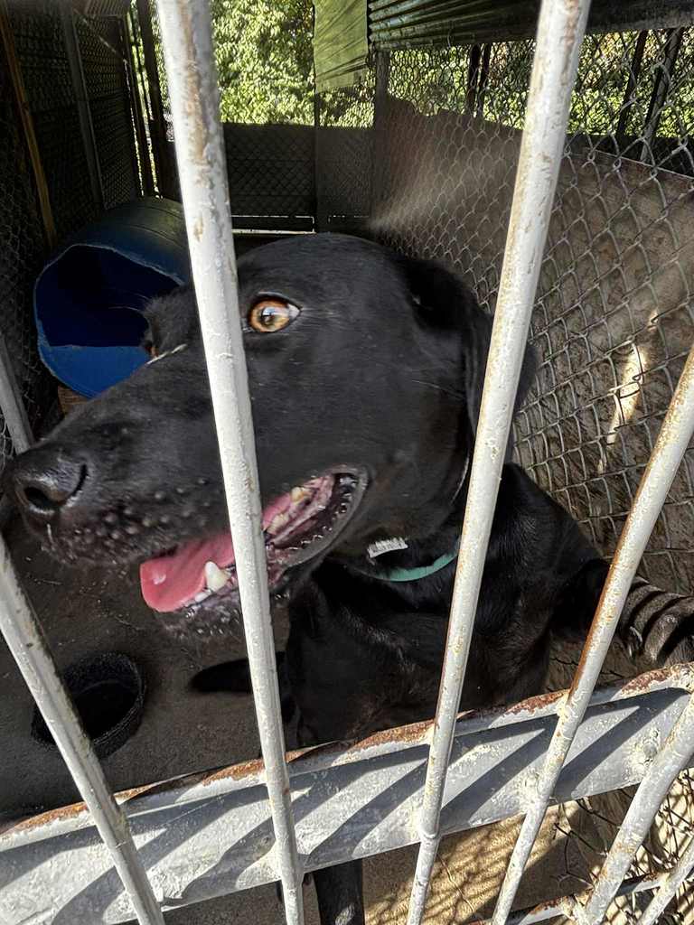 black lab puppy with blue collar