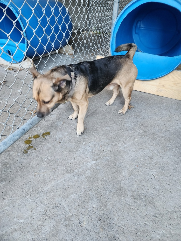medium size dog that is black and yellow with a collar