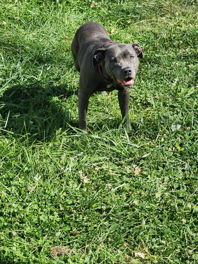 gray pitbull female