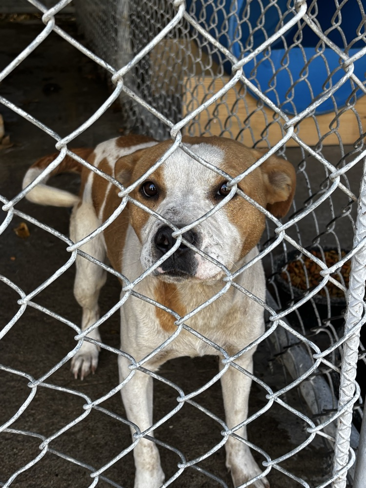 tan and white bird dog