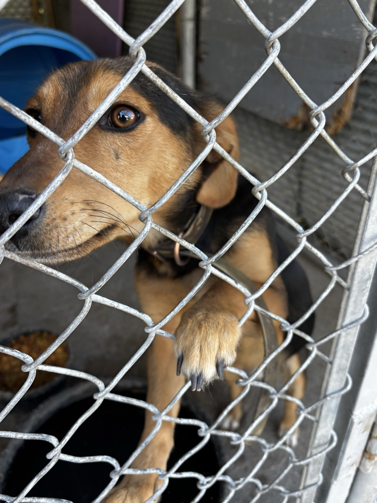 black and brown bird dog