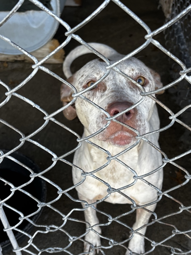 white female pitbull mix