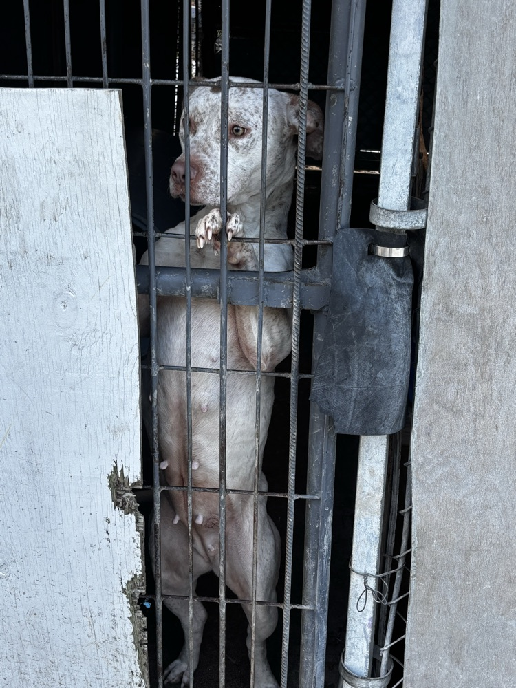 white pit bull female