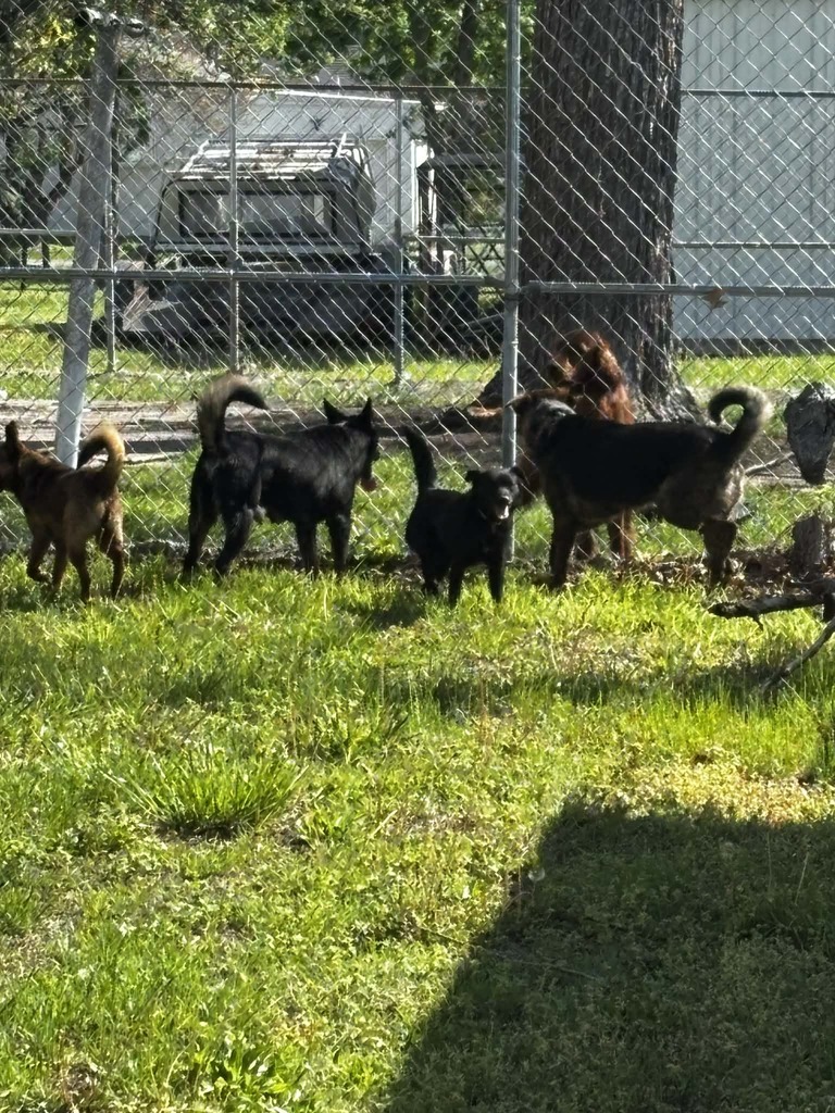 5 dogs standing by a fence with green grass