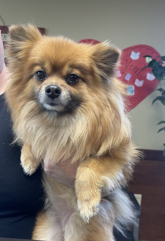 brown small dog with lots of hair
