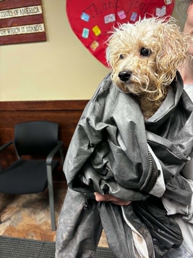white male dog, cold and wet wrapped up in a jacket