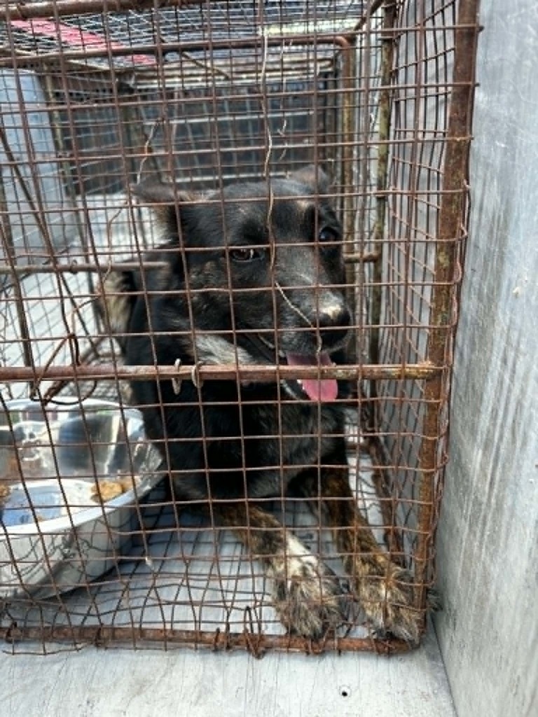 very friendly female dog with her tongue hanging out in a cage with a food bowl