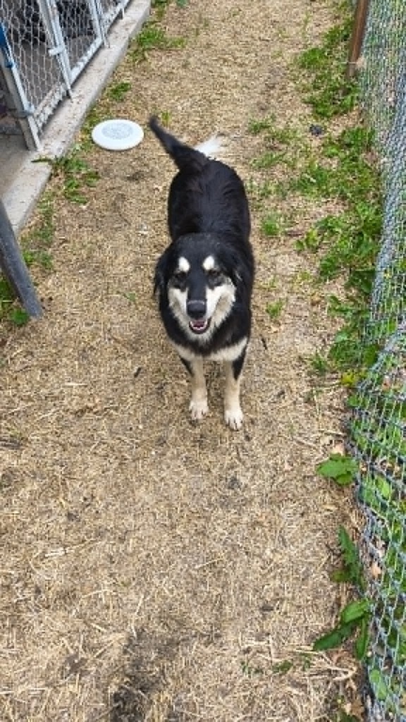 Young female dog that is black with tan/yellowish legs, chest, face and eyebrows, standing in grass by a dog kennel