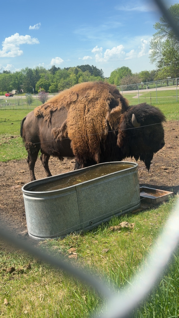 Sam the buffalo