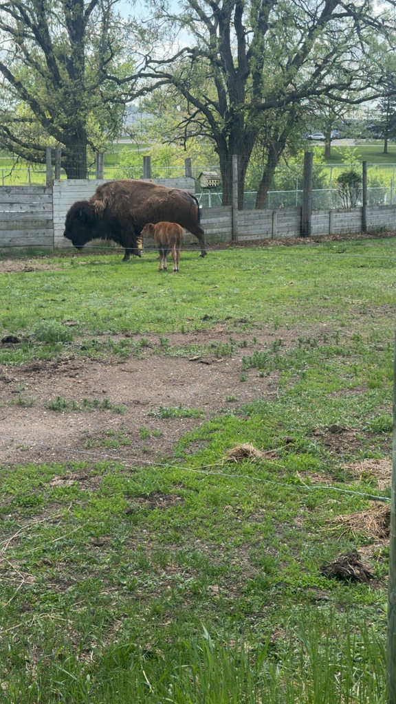 Sally the buffalo and her new calf
