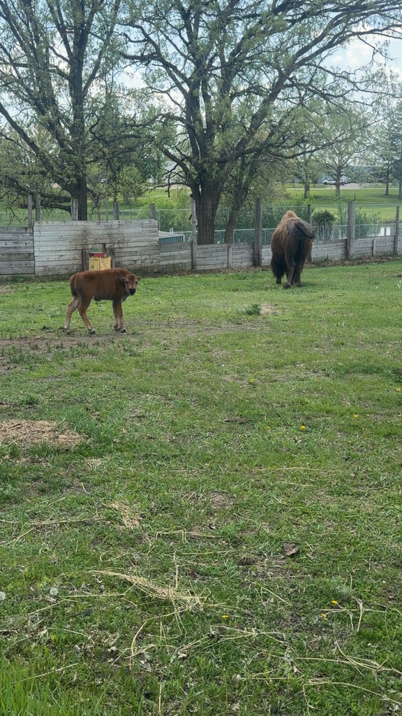 Sally and her new calf