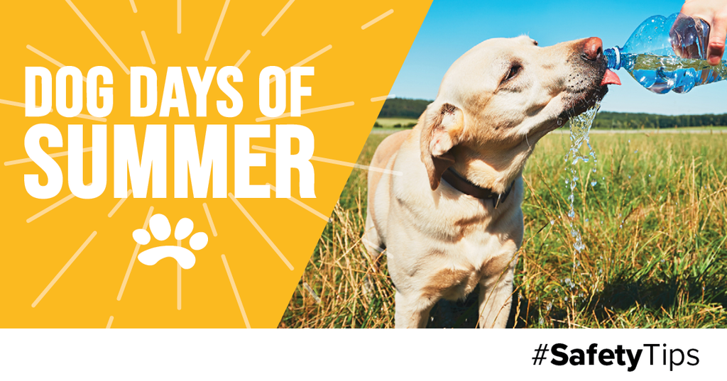 Dog Days of Summer