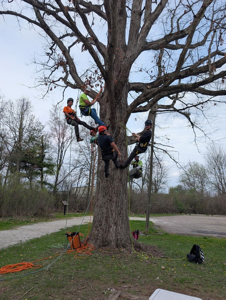 Arbor Training