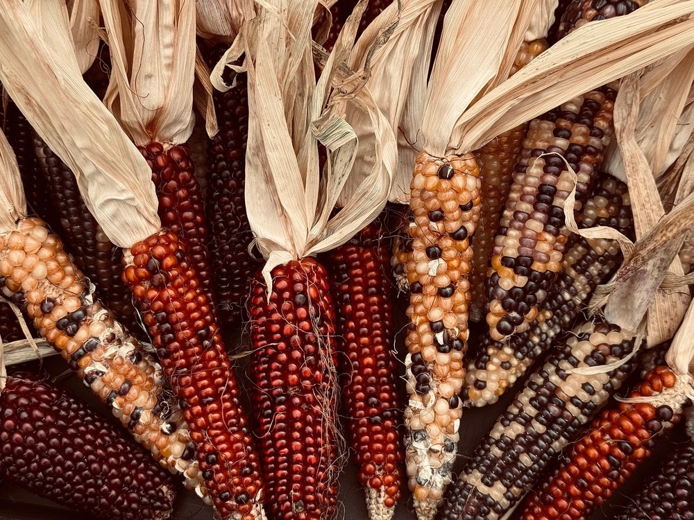 fall corn