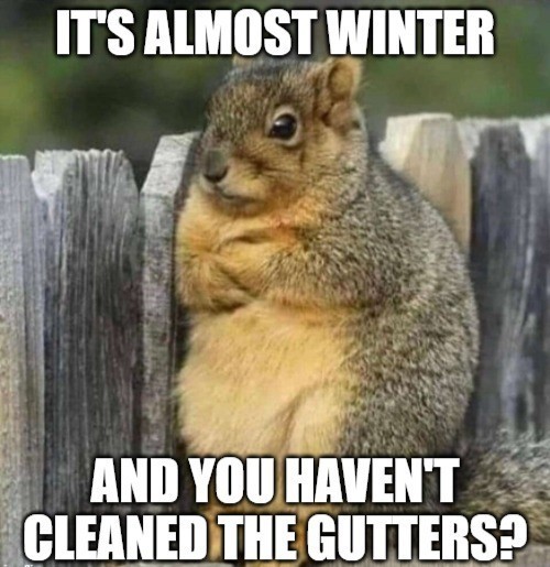 squirrel